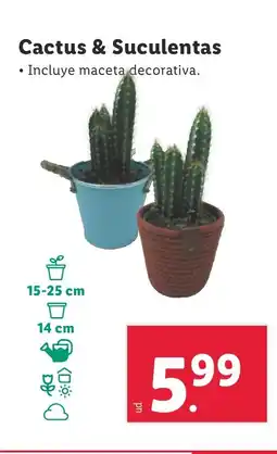 Lidl Cactus & Suculentas oferta