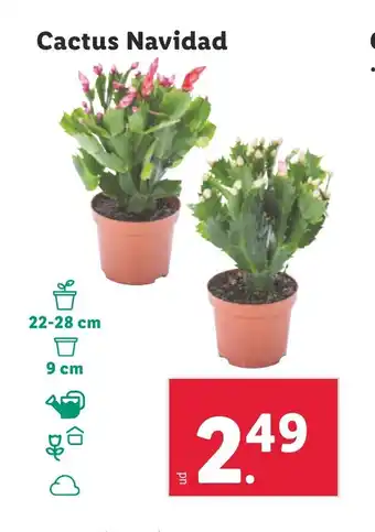 Lidl Cactus Navidad oferta