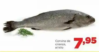 Alimerka Corvina oferta