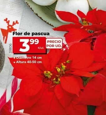 Dia Flor de pascua oferta