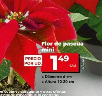 Dia Flor de pascua oferta