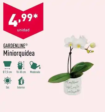 ALDI Gardenline Miniorquídea oferta