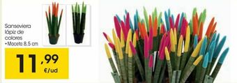 Eroski Sanseviera lápiz de colores oferta