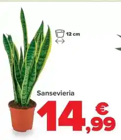 Gadis Dorada - dorada aggicultura oferta