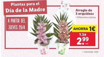 Lidl Arreglo de 3 orquídeas oferta