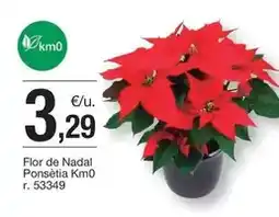 BonpreuEsclat Flor - de nadal ponsetta oferta