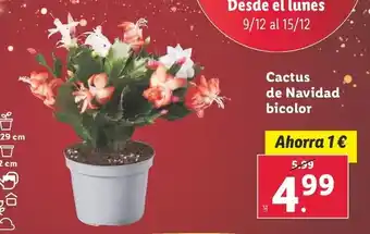 Lidl Cactus de navidad bicolor oferta