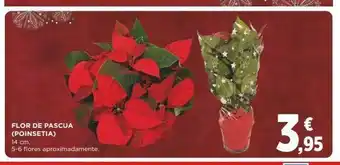 Supercor Flor de pascua flor oferta