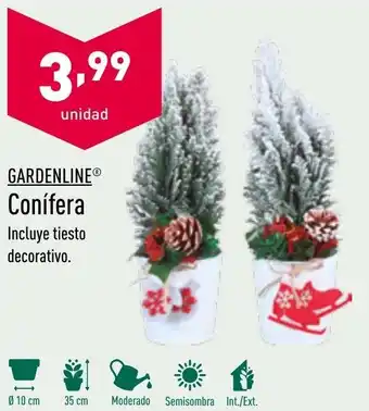 ALDI Gardenline Conífera oferta