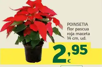 HiperDino Poinsetia Flor Pascua Roja Maceta oferta