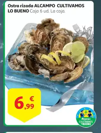 Alcampo Ostra rizada oferta