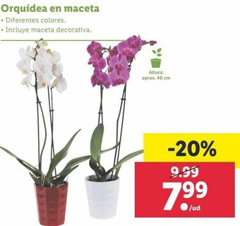 Lidl Orquídeas oferta