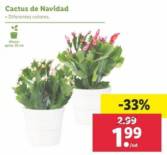 Lidl Cactus oferta
