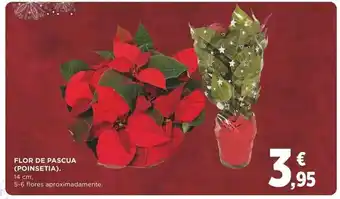Supercor Exprés Flor De Pascua Poinsetia 14cm oferta