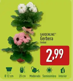 ALDI GARDENLINE Gerbera oferta