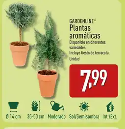 ALDI GARDENLINE Plantas aromáticas oferta