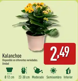 ALDI Kalanchoe oferta