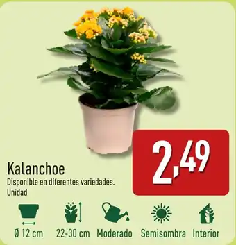 ALDI Kalanchoe oferta