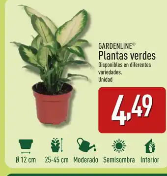 ALDI GARDENLINE Plantas verdes oferta