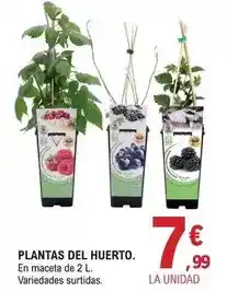 E.Leclerc Plantas del huerto oferta