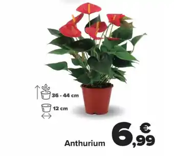 Carrefour Anthurium oferta