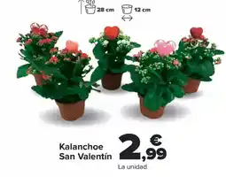 Carrefour Kalanchoe San Valentín oferta