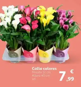 Alcampo Calla colores oferta