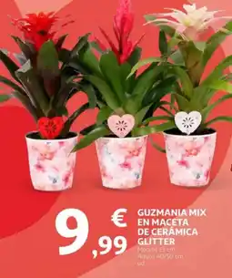 Alcampo Guzmania mix en maceta de cerámica glitter oferta