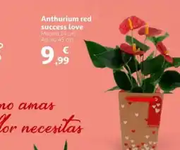 Alcampo Anthurium red success love oferta