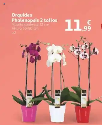 Alcampo Orquídea Phalenopsis 2 tallos oferta