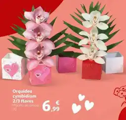 Alcampo Orquídea cymbidium 2/3 flores oferta