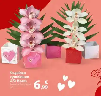 Alcampo Orquídea cymbidium 2/3 flores oferta