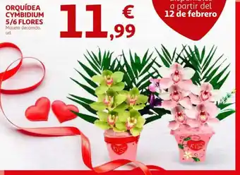 Alcampo Orquídea cymbidium 5/6 flores oferta