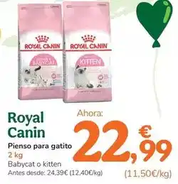 TiendAnimal Royal canin - pienso para gatito oferta