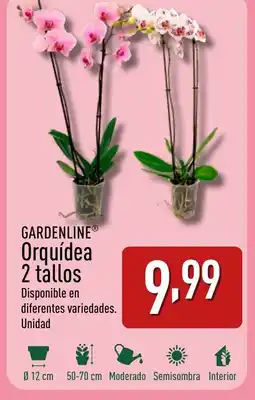 ALDI GARDENLINE Orquídea 2 tallos oferta