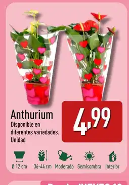ALDI Anthurium oferta