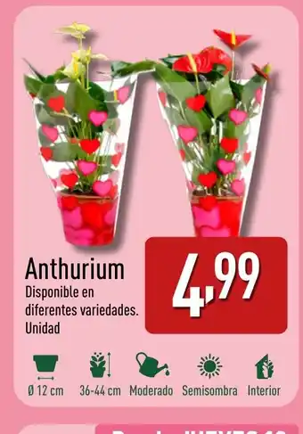 ALDI Anthurium oferta