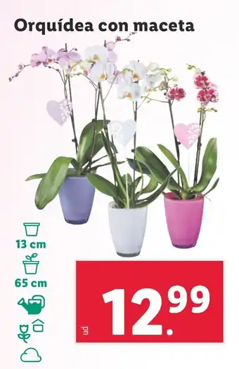 Lidl Orquídea con maceta oferta