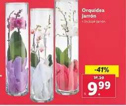 Lidl Orquídea jarrón oferta