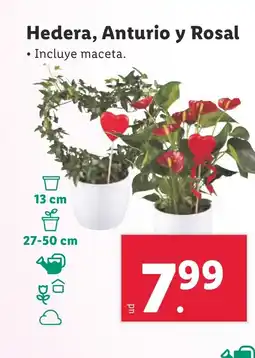 Lidl Hedera, Anturio y Rosal oferta