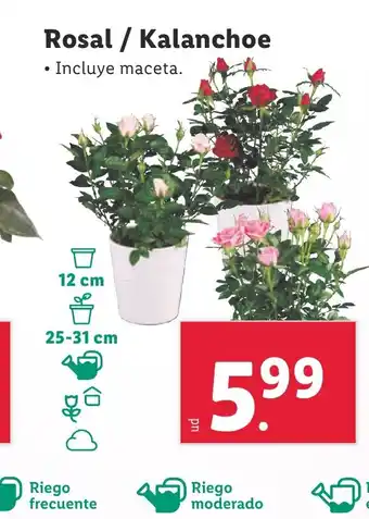Lidl Rosal / Kalanchoe oferta