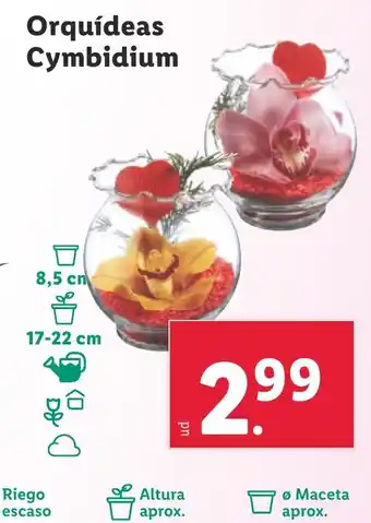 Lidl Orquídeas Cymbidium oferta