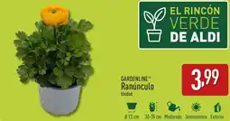 ALDI GARDENLINE® Ranúnculo oferta