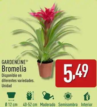 ALDI GARDENLINE® Bromelia oferta