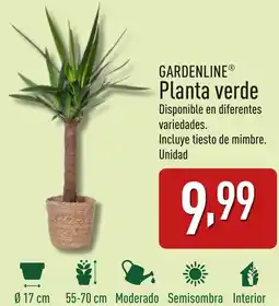 ALDI GARDENLINE® Planta verde oferta