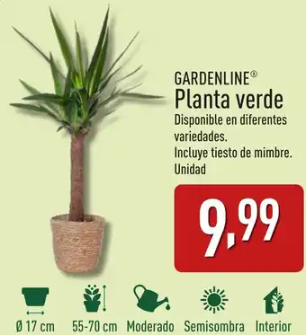 ALDI GARDENLINE® Planta verde oferta