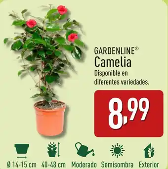 ALDI GARDENLINE® Camelia oferta