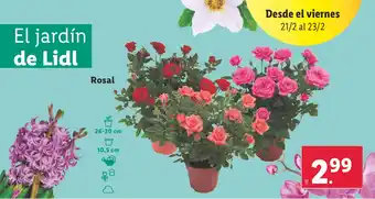 Lidl Rosal oferta
