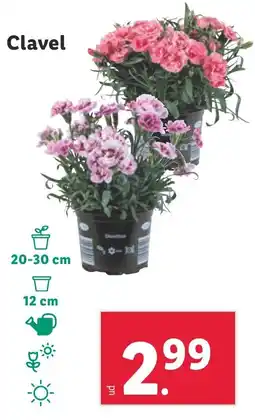 Lidl Clavel oferta