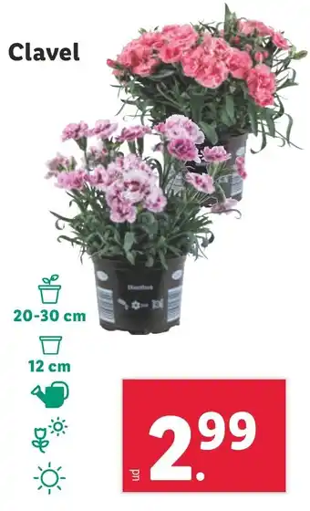 Lidl Clavel oferta